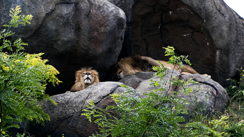 Lions laze on boulders at the Henry Doorly Zoo and Aquarium in Omaha, Nebraska