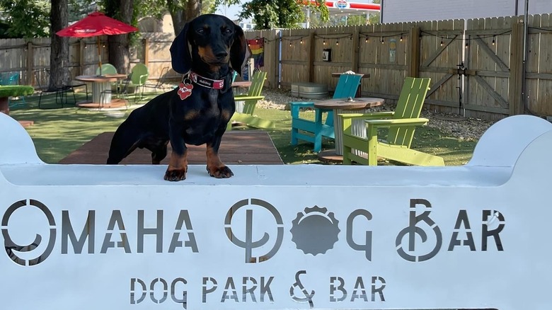 A dachsund on top of the Omaha Dog Bar logo