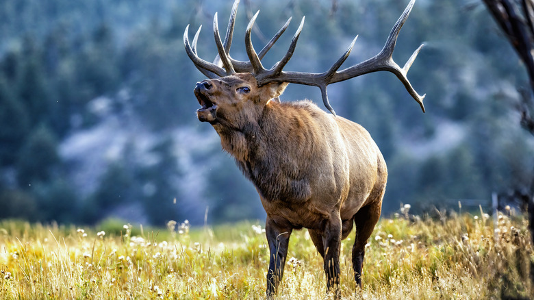 A large elk calling out in an open field.