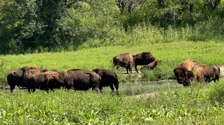A herd of bison grazing among grass with trees in the background