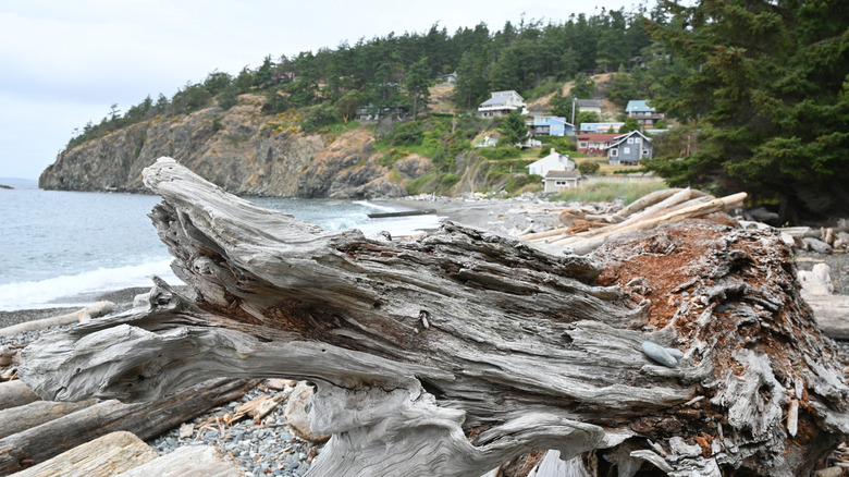 A closeup of driftwood on Rosario Beach with a rocky coastline in the background