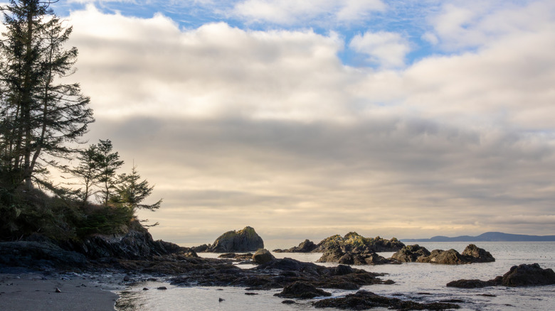 A view of a rocks along a shore line of pine trees with mountains far in the background