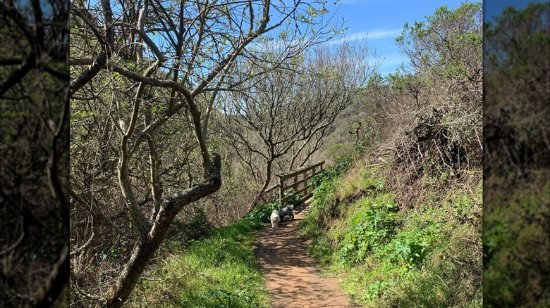 Two dogs walking on the wooded access trail to Pinnacle Gulch Beach in Bodega Bay, California.
