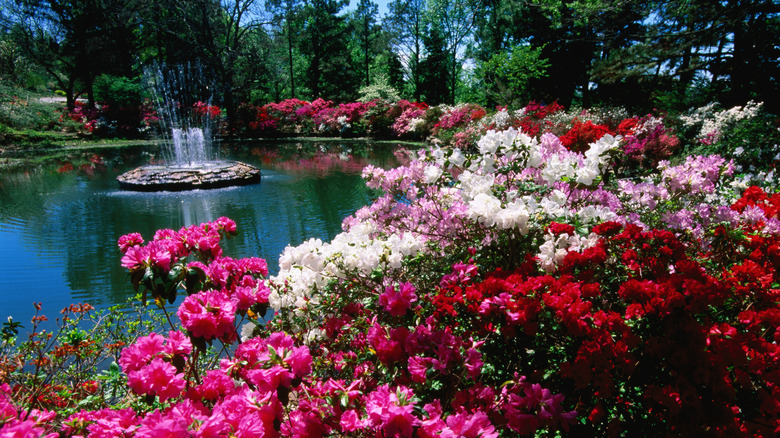 Blooming azaleas in Honor Heights Park