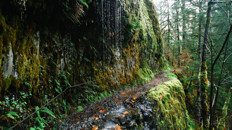 wet narrow ledge of Eagle Creek Trail