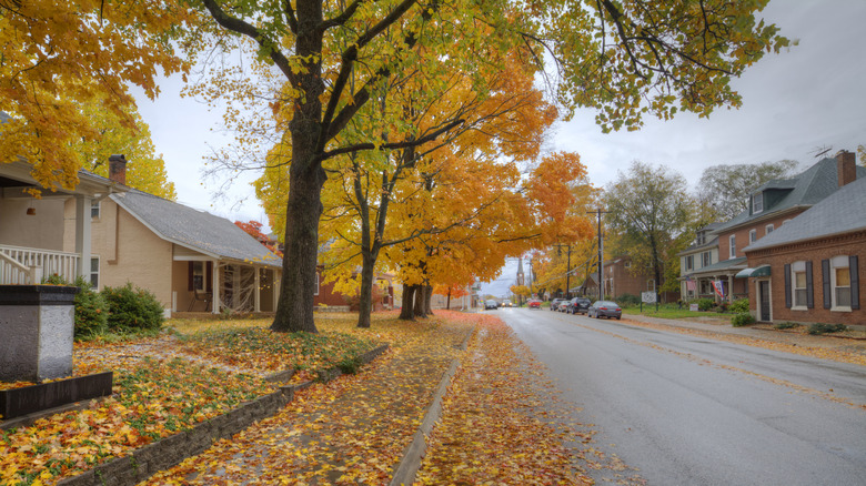 Road and trees with orange leaves in Washington, Missouri