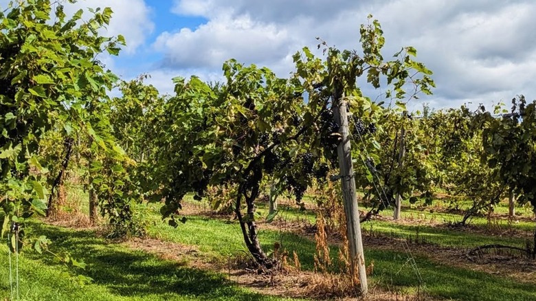 Grapevines at Wild Mountain Winery in Taylors Falls, Minnesota