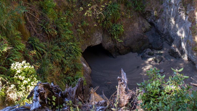 Ferns grow on a steep cliff face above a sea cave at Little River Blowhole, in Mendocino, California.