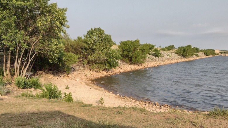 Trees by the lake's shoreline at at Winters-Elm Creek Reservoir