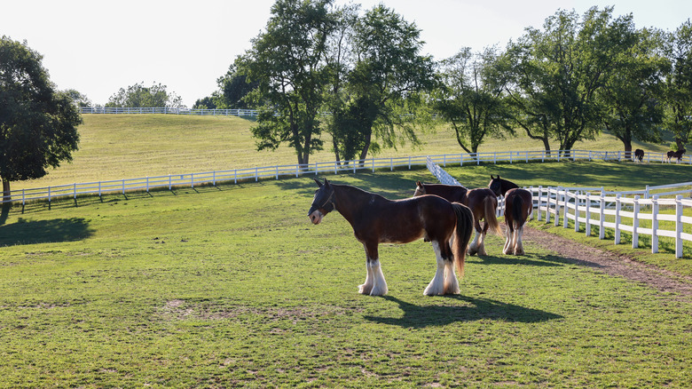 Three horses standing in a pasture enclosed by a white fence at Carousel Park
