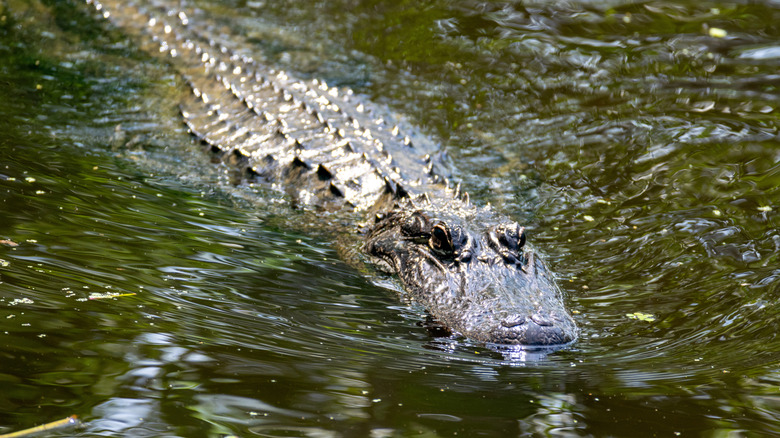 An alligator swimming through the Louisiana swamps