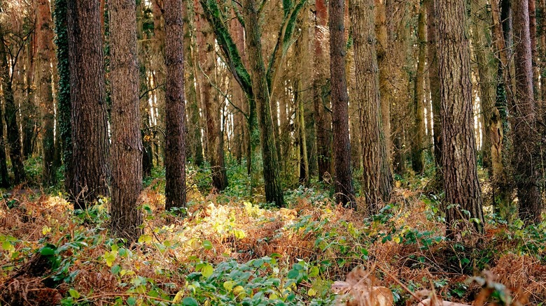 A thick forest with gold and green underbrush
