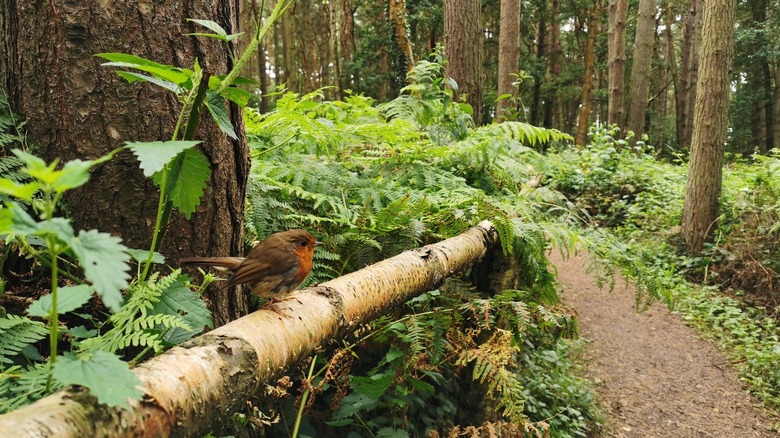 A brown bird sits on a fallen tree by a wooded trail