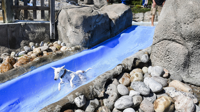A dog going down one of the waterslides at Colorado's Water World during the Bow Wow Beach Doggy Days﻿ event.