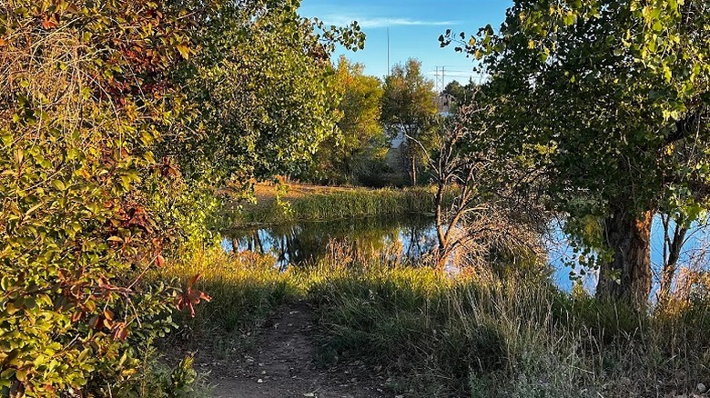 A small pond seen between trees on a walking path through Camenisch Park in Federal Heights.