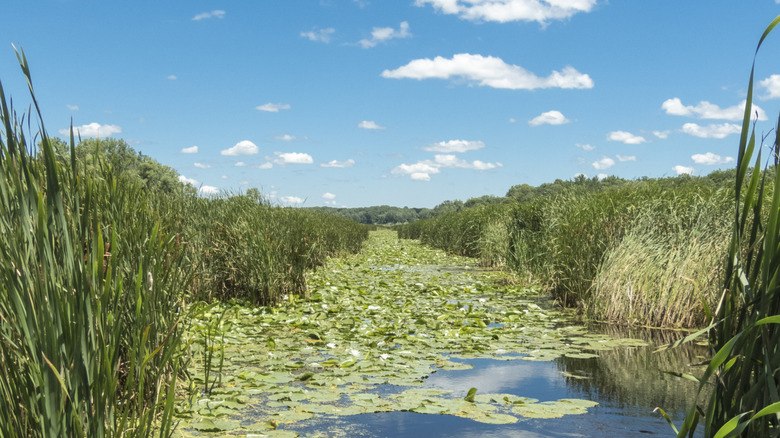 Lily pads over a wetland at Moraine Hills State Park in McHenry Illinois