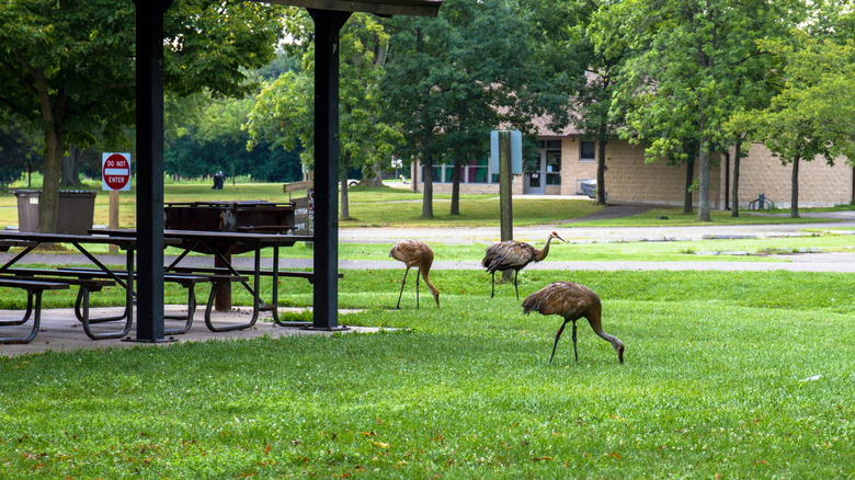 Sandhill cranes at the picnic area in Chain O'Lakes State Park, Illinois