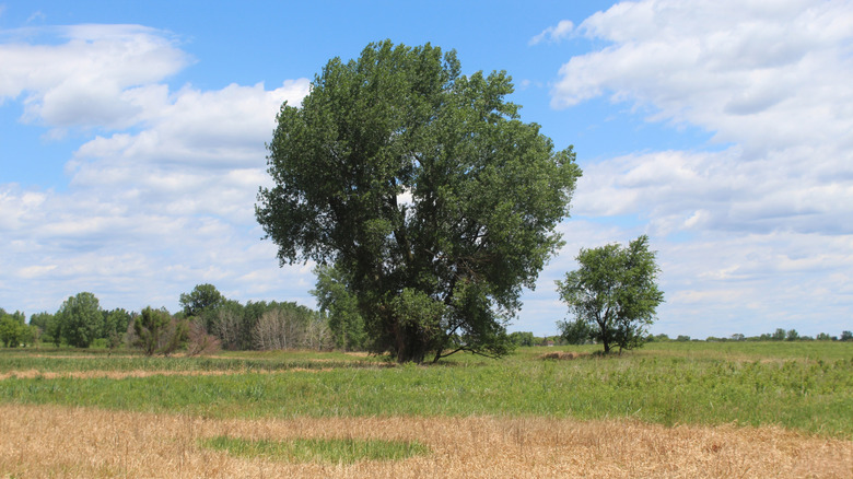 A pair of trees, one large and one small, in a field with brown grass in front of them at James "Pate" Philip State Park in Bartlett, Illinois