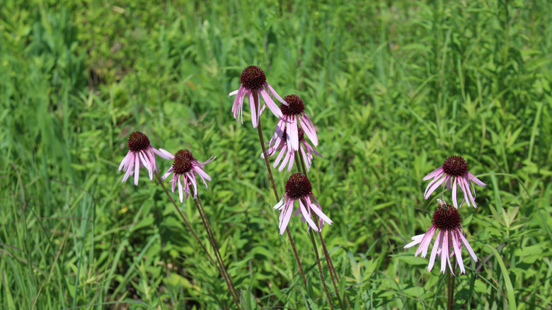 Several pale purple coneflower blooms at James "Pate" Philip State Park in Bartlett, Illinois