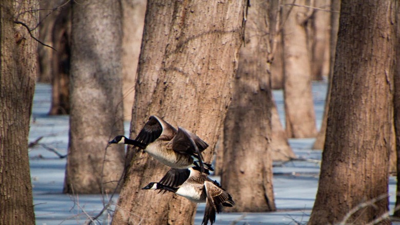 Birds flying overland at Woodford Fish and Wildlife Area in Illinois.