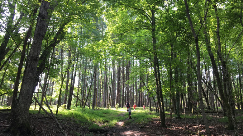Wooded hiking trail in Kincaid Lake State Park, with sunlight filtering through tall trees and people walking along the path