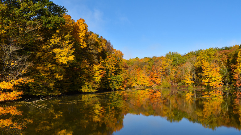 Fall foliage at Clear Fork Lake in Ohio