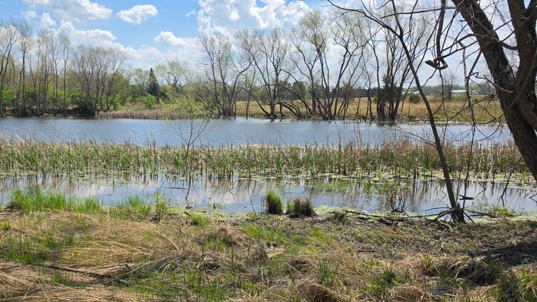 Twin Creek in Germantown MetroPark.