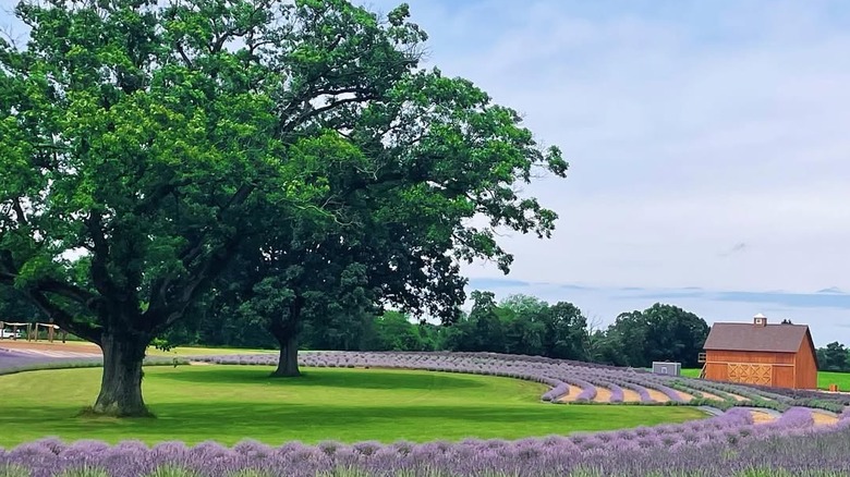 The Ocimeae Lavender Farm in Michigan, showing lavender fields, a tree, and a barn.