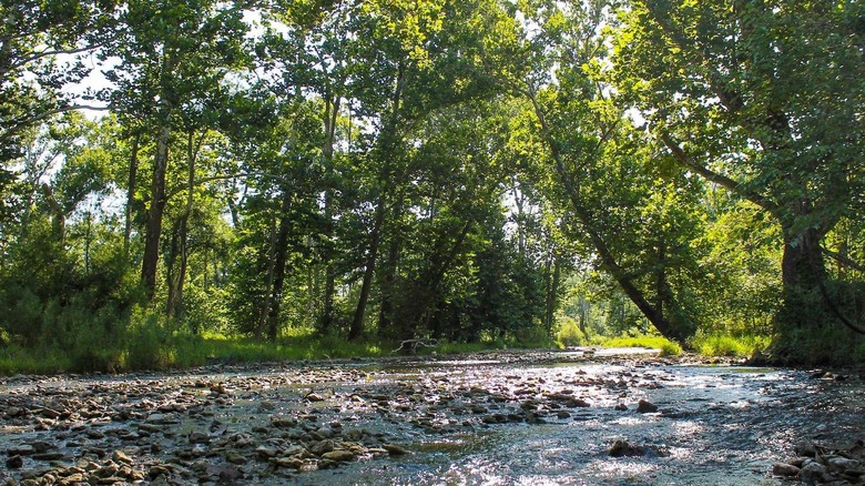 A stream and trees around J. E. Roush Fish and Wildlife Area