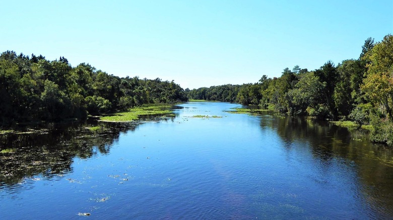 A peaceful river winding through lush greenery in Ocala National Forest under a clear blue sky