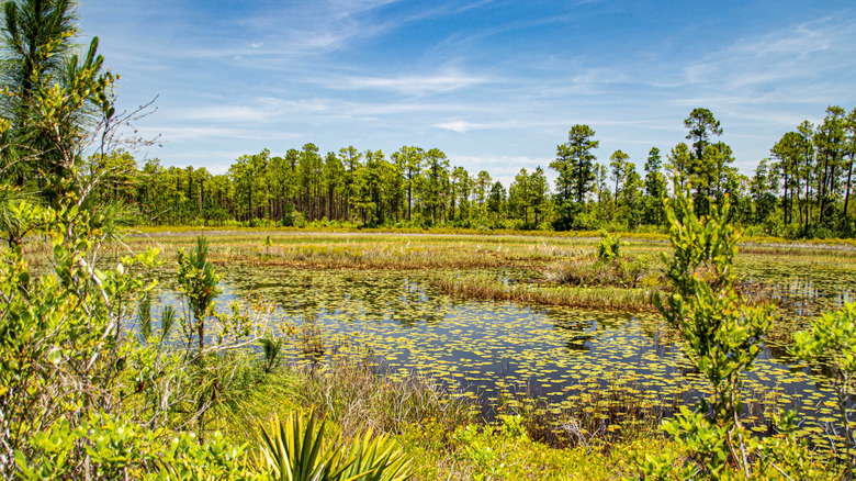 Natural forest pond within the Ocala National Forest near Umatilla, Florida