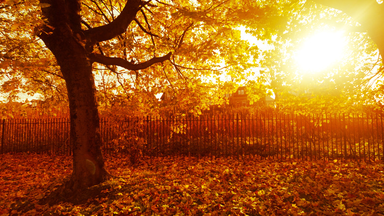 Sunlight glows through leaves in a park in Airdrie, Scotland