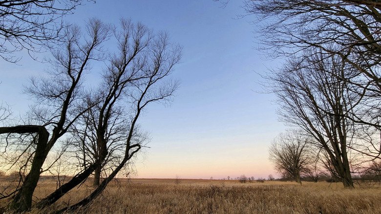 View of trees, a grassy plain, and the pink sky at sunrise at Killsnake State Wildlife Area in Wisconsin