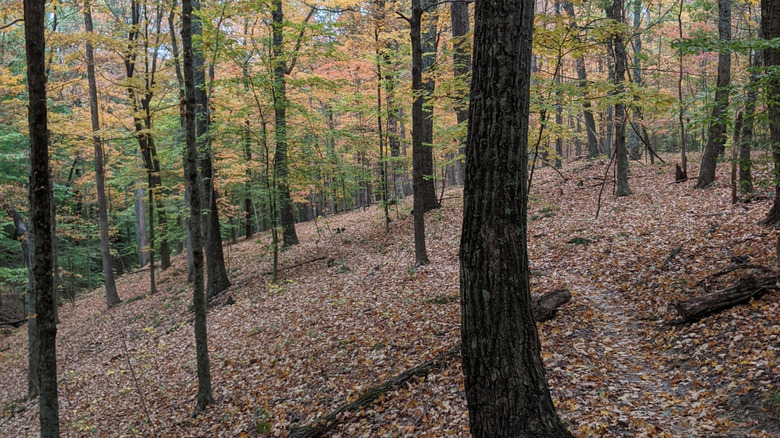 Path in the Laura Hare Nature Preserve with fall foliage in Indiana