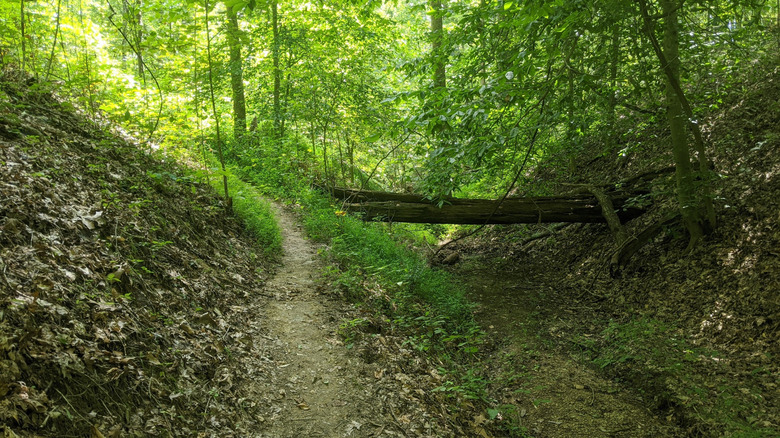Path through greenery along a ravine in the Laura Hare Nature Preserve, Indiana
