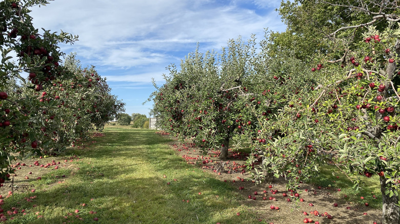 Apple trees at McClure's Orchard in Peru, Indiana
