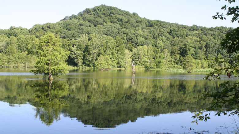 Reflections of trees in the peaceful lake at Starve Hollow State Recreation Area