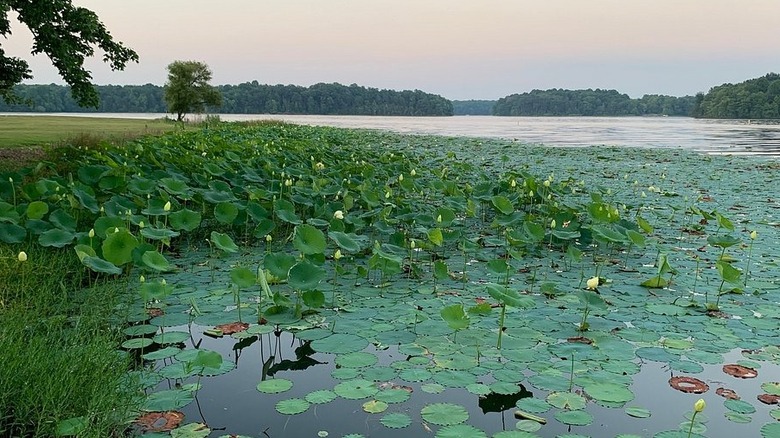 Lily ponds near the shore at Hardy Lake