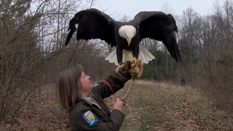 A ranger holds a bald eagle on her arm