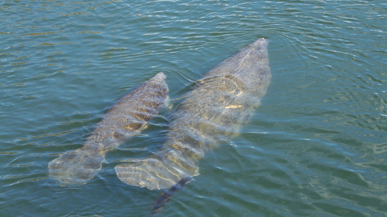 Manatees spotted in the water at Lake Worth Lagoon