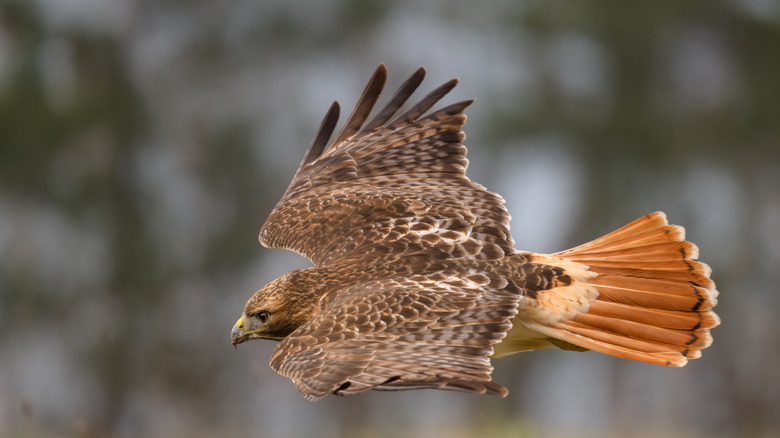 Red-tailed hawk flying through the air