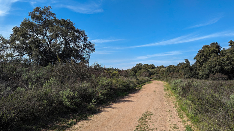 Wide dirt hiking trail winding through oak trees and native chaparral at Caspers Wilderness Park in Southern California