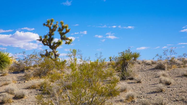 A Joshua tree in Meadview, Arizona