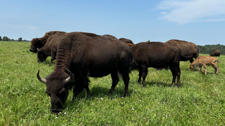 Bison grazing at the Wild Winds Buffalo Preserve in Indiana