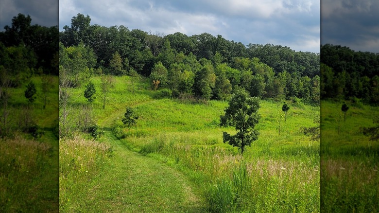 A trimmed hiking trail in Yellowstone State Park through lush green grass
