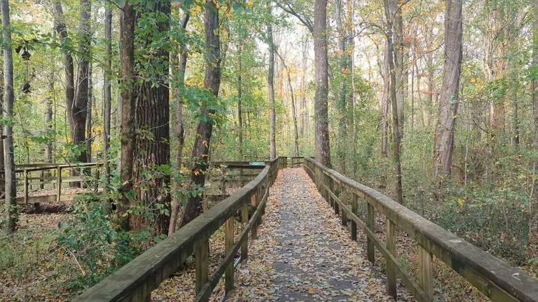 Cypress Grove Nature Park boardwalk with fallen leaves