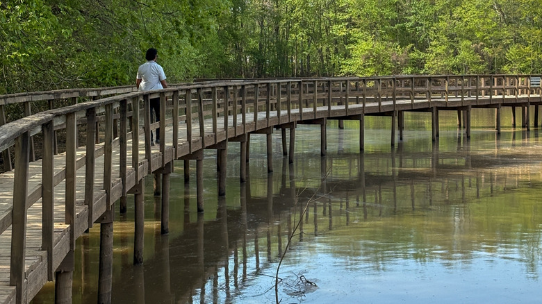 A visitor strolls along the boardwalk at Cypress Grove Nature Park