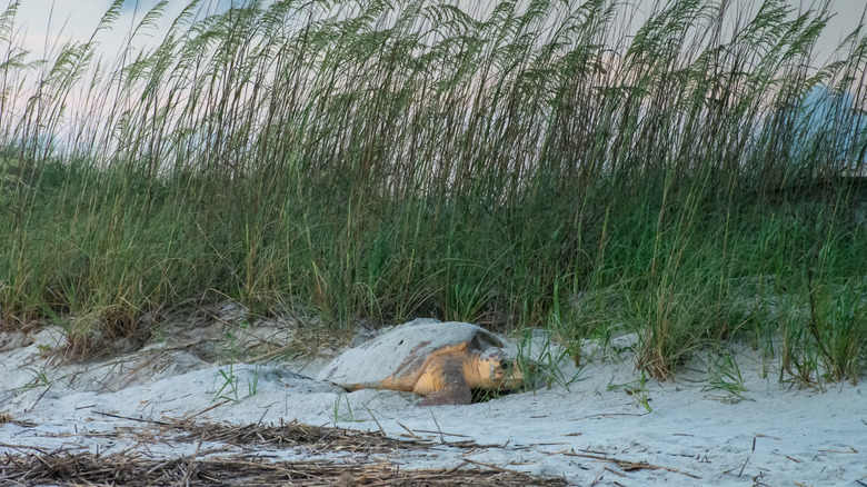 A nesting loggerhead turtle blending into the North Carolina beach