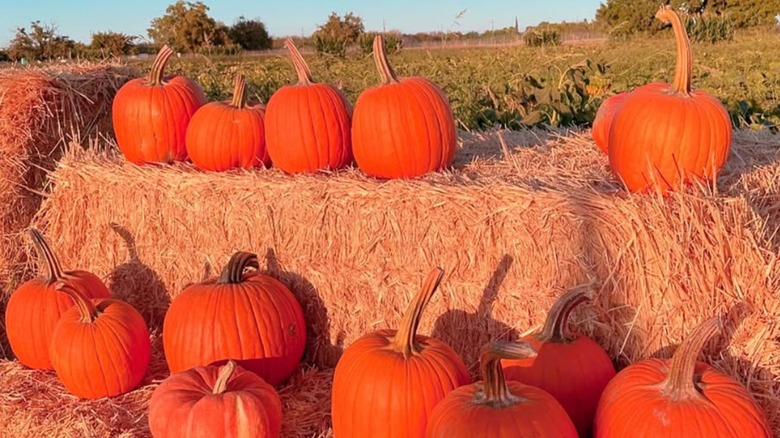 Pumpkins on hay bales at Cool Patch Pumpkins