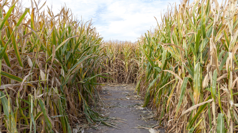 Classic corn maze in October